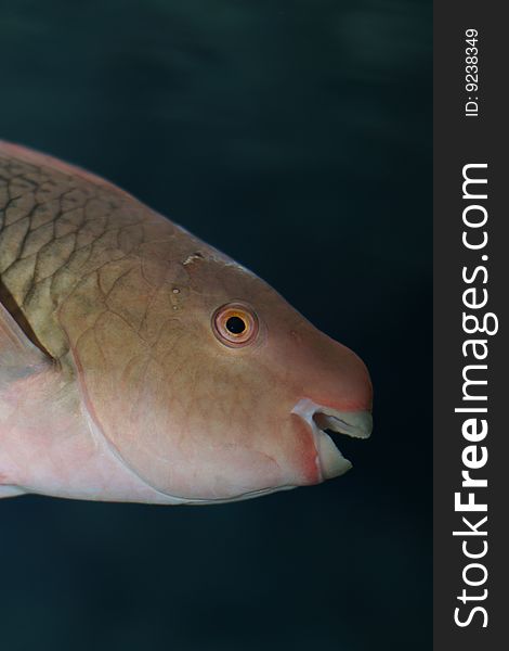 A pirrotfish is in aquarium. A pirrotfish is in aquarium