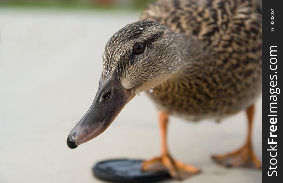 A female mallard duck giving a curious look. A female mallard duck giving a curious look