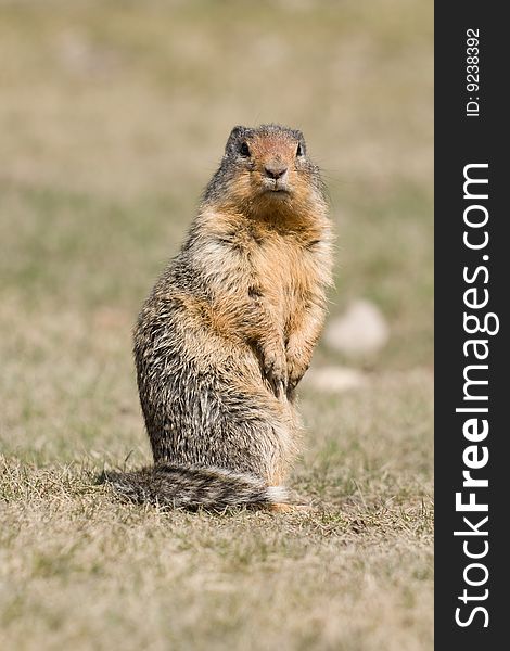 A standing prarie dog turns to check out possible danger.
