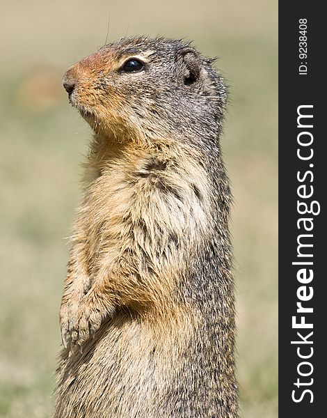 A side profile of a standing ground squirrel. A side profile of a standing ground squirrel