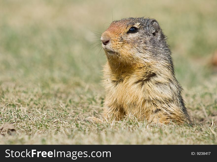 An alert ground squirrel stands alert from the safety of it's burrow. An alert ground squirrel stands alert from the safety of it's burrow.