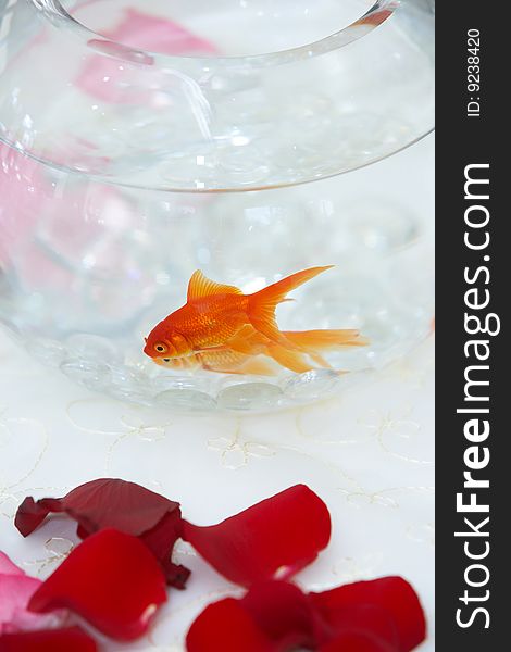 Goldfish in a clear fish bowl on a white table with red rose petals. Goldfish in a clear fish bowl on a white table with red rose petals