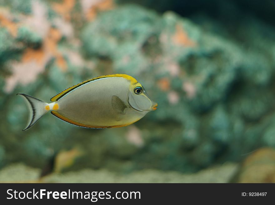 Orange-spine Unicornfish (Naso Litulatus)