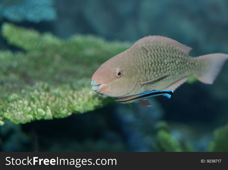 Bridled Parrotfish (Scarus Frenatus)