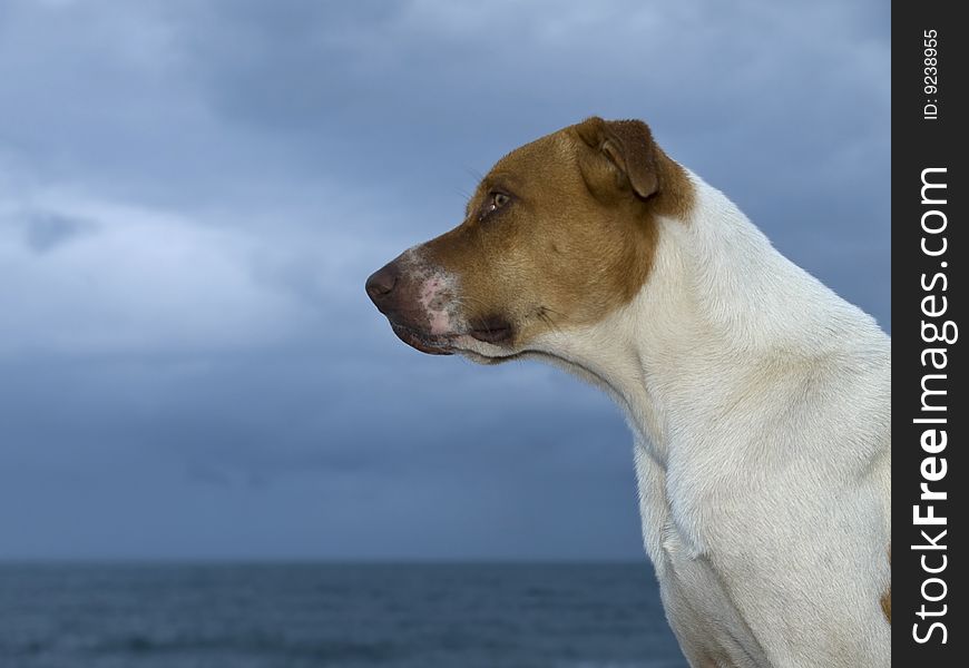 It is about to rain, but the dog stands guard by the coast. It is about to rain, but the dog stands guard by the coast.