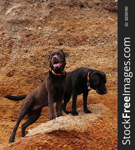 Shot of a cute yellow labrador on the beach cliffs