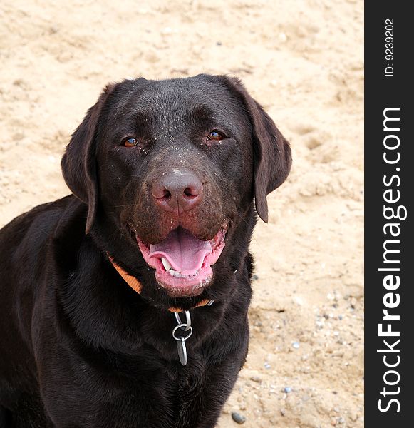 Labrador On The Beach