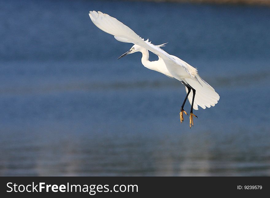 An egret bird looking for fish on watter. An egret bird looking for fish on watter