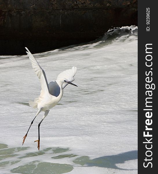 An egret bird looking for fish on watter