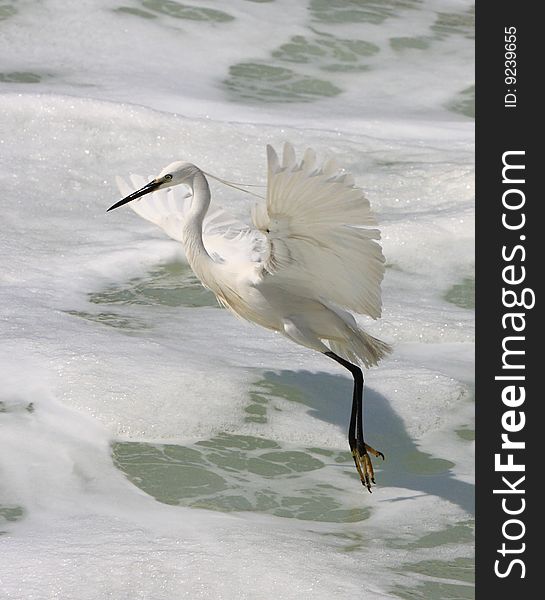 An egret bird looking for fish on watter. An egret bird looking for fish on watter