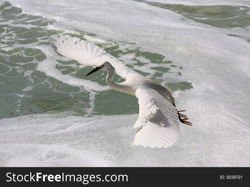 An egret  bird looking for fish on watter. An egret  bird looking for fish on watter