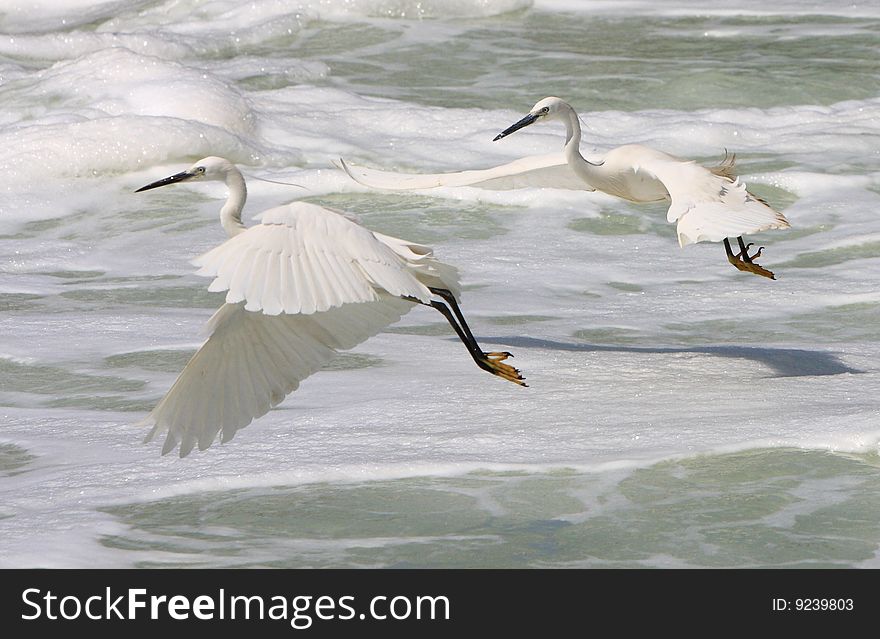 Egrets In Flight