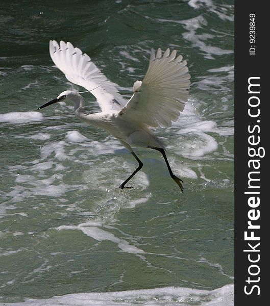 An egret  bird looking for fish on watter