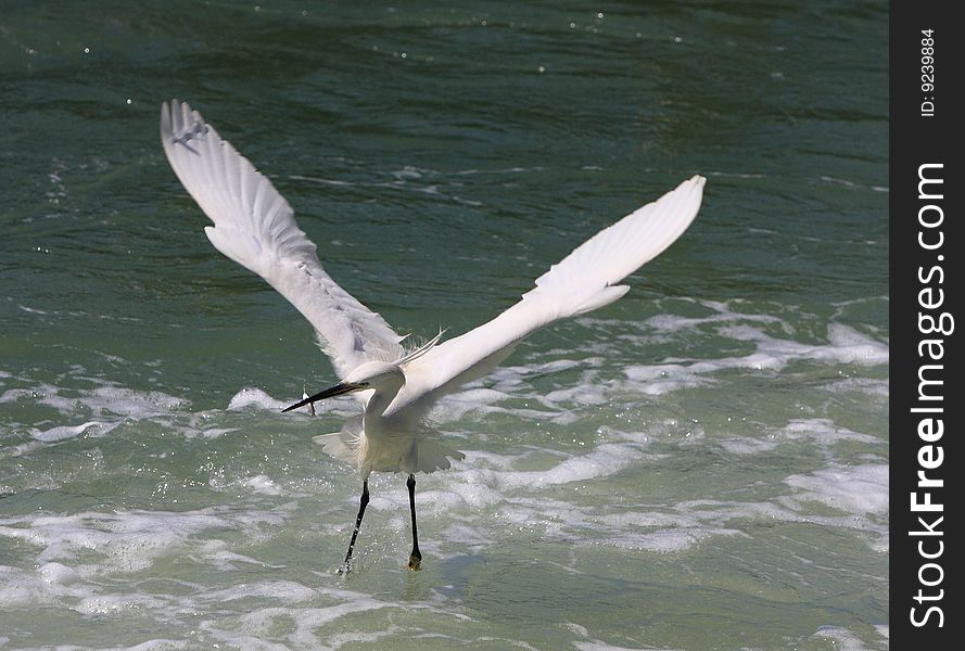 An egret  bird looking for fish on watter. An egret  bird looking for fish on watter