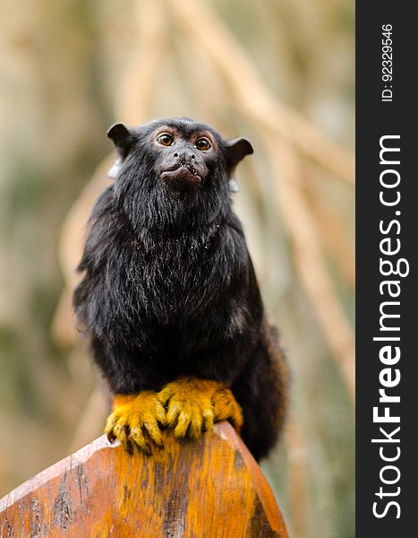 Red-handed Tamarin