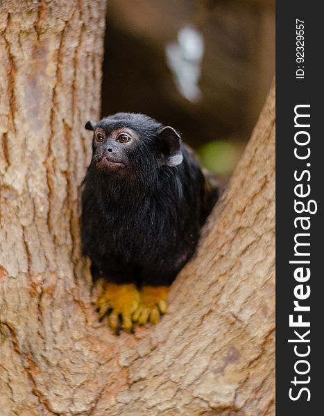 Red-handed tamarin