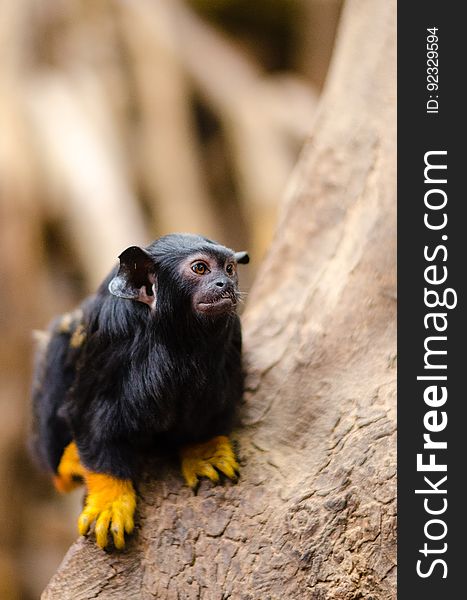 Red-handed tamarin