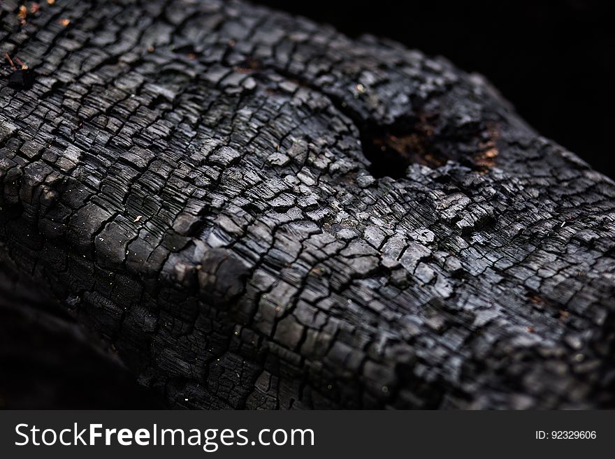 Burnt trunk