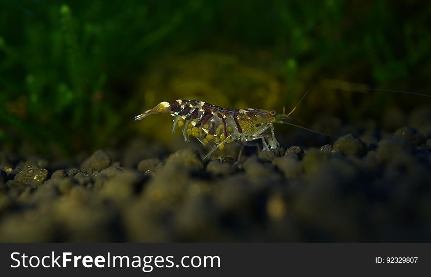 Arthropod, Plant, Insect, Organism, Terrestrial plant, Weedy seadragon