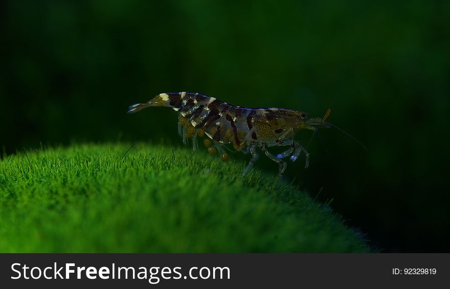 Arthropod, Insect, Beak, Terrestrial animal, Natural landscape, Plant