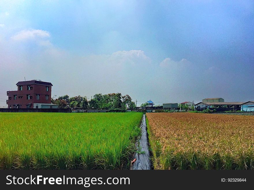 63/365 Color rice paddy