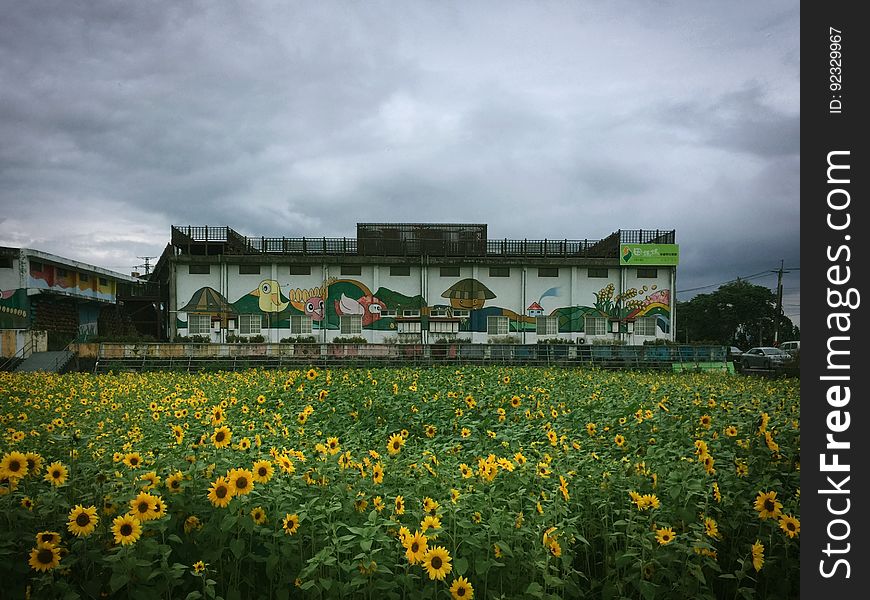 62/365 Flower field,