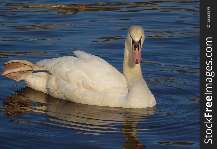 Cygnus Olor At Blue Wonder Dresden