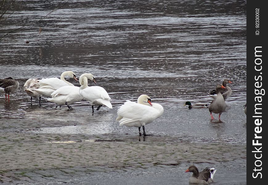 The swan swarm at the Blue Wonder Dresden. They have two swans more from the Carolasee. But they became lesser. The swan swarm at the Blue Wonder Dresden. They have two swans more from the Carolasee. But they became lesser.