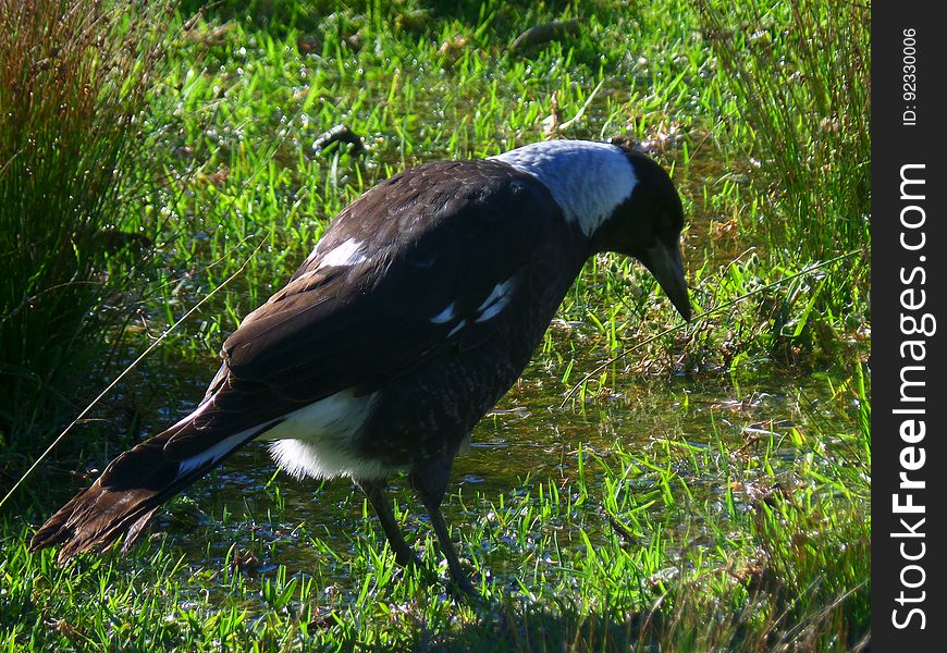 Australian Magpie