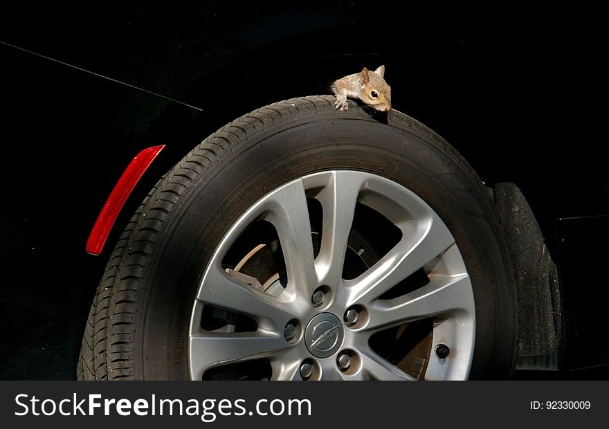 Some squirrels find themselves not inside but upon wheels. :-&#x29; . This may not look safe. But that&#x27;s what free squirrels do from time to time. Some squirrels find themselves not inside but upon wheels. :-&#x29; . This may not look safe. But that&#x27;s what free squirrels do from time to time.
