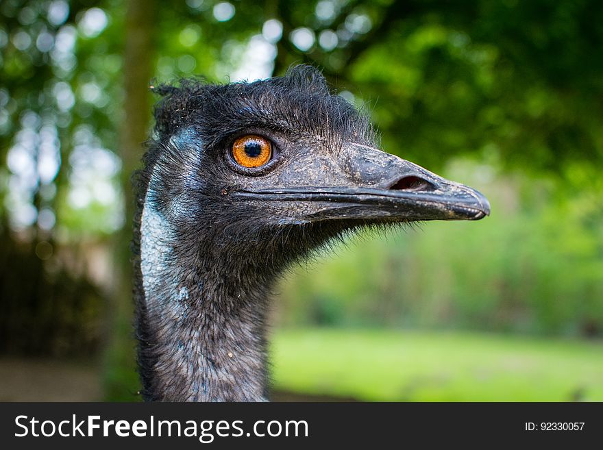 Portrait of a very photogenic Emu.