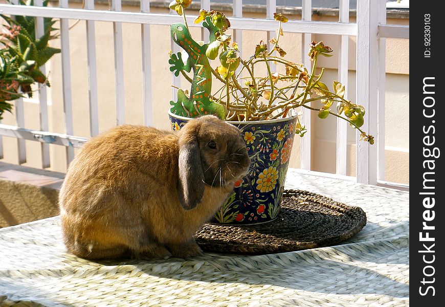 After 3 years Chewy finally figured out how to jump on the main table outside... I guess we can&#x27;t put plants on there anymore either. After 3 years Chewy finally figured out how to jump on the main table outside... I guess we can&#x27;t put plants on there anymore either.