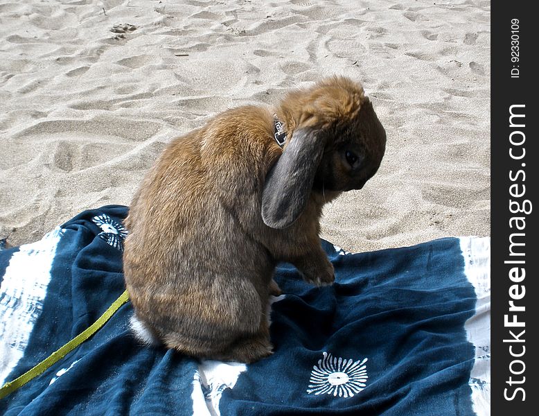 Chewy On His Little Beach Towel