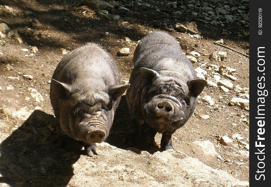 Pigs posing for the picture. :&#x29;. Pigs posing for the picture. :&#x29;