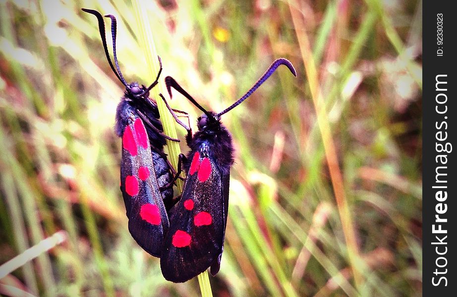 5-spot burnets in Nonsuch park. 5-spot burnets in Nonsuch park.