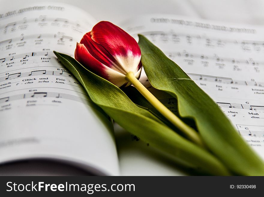 Red and White Flower on Music Note