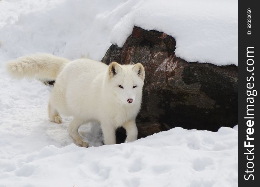 Arctic fox in winter coat