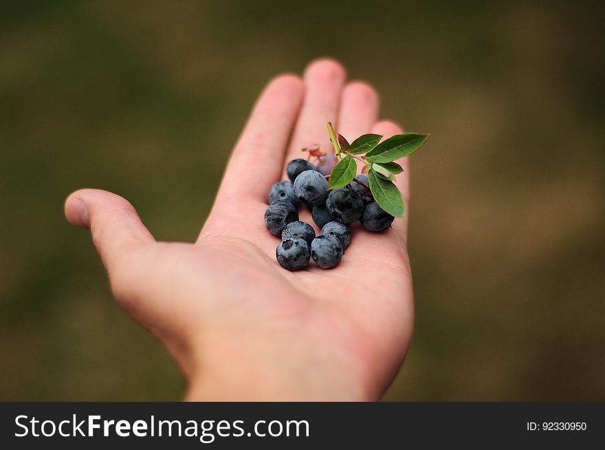 Blueberries In Hand
