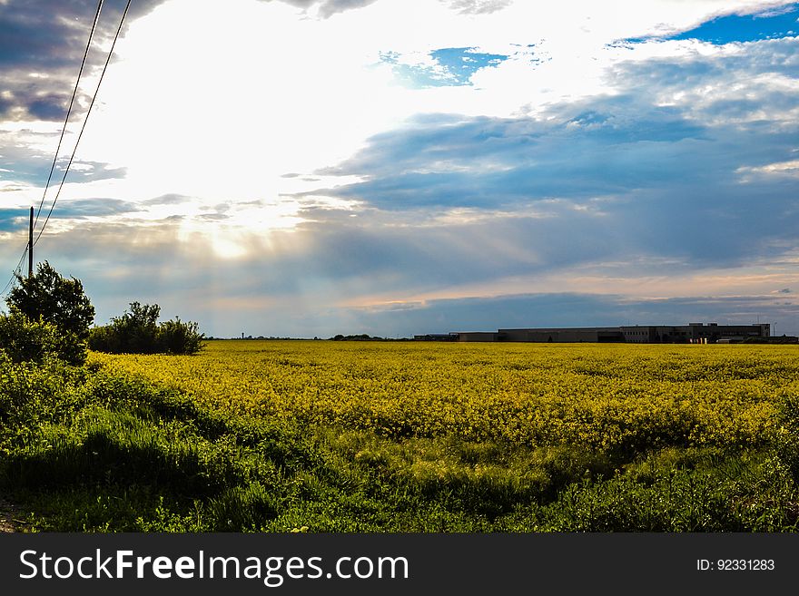 A field with yellow flowers and blue sky with bright sun. A field with yellow flowers and blue sky with bright sun.