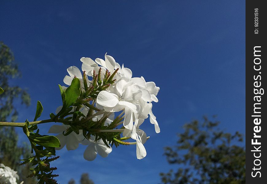 White, Flower, Sky, Flora