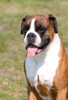Portrait Of Bulldog Royalty Free Stock Photos