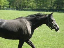 Gray Arabic Horse Stock Photo Gray Arabic Horse Stock Photo