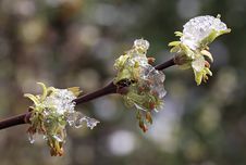 Ice-covered Branches With Young Leaves. Royalty Free Stock Images