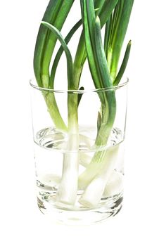 Green Onion As Background. Isolate Royalty Free Stock Image Green Onion As Background. Isolate Royalty Free Stock Image