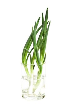 Green Onion As Background. Isolate Royalty Free Stock Photos Green Onion As Background. Isolate Royalty Free Stock Photos