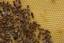 Bees On Honeycomb Stock Images