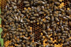 Bees On Honeycomb Stock Photos Bees On Honeycomb Stock Photos