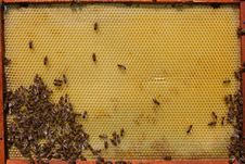 Bees On Honeycomb Royalty Free Stock Image Bees On Honeycomb Royalty Free Stock Image