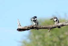 Pied Kingfisher Stock Photo Pied Kingfisher Stock Photo
