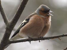 Chaffinch Royalty Free Stock Photo